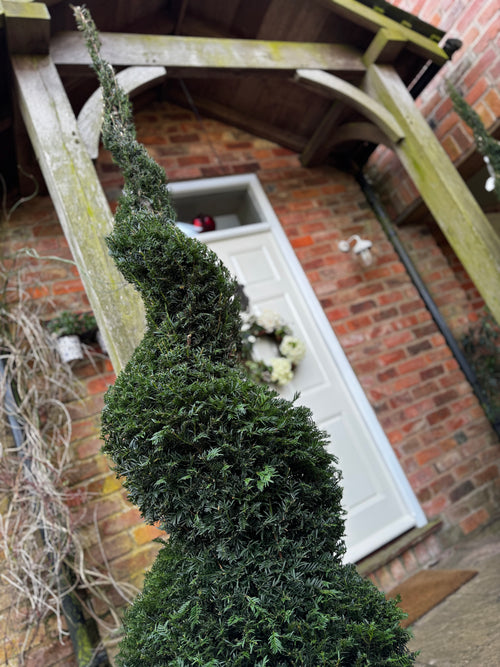 PRIZE RRP £549.99 1.8m English Yew Spiral (Taxus baccata) – Classic Evergreen