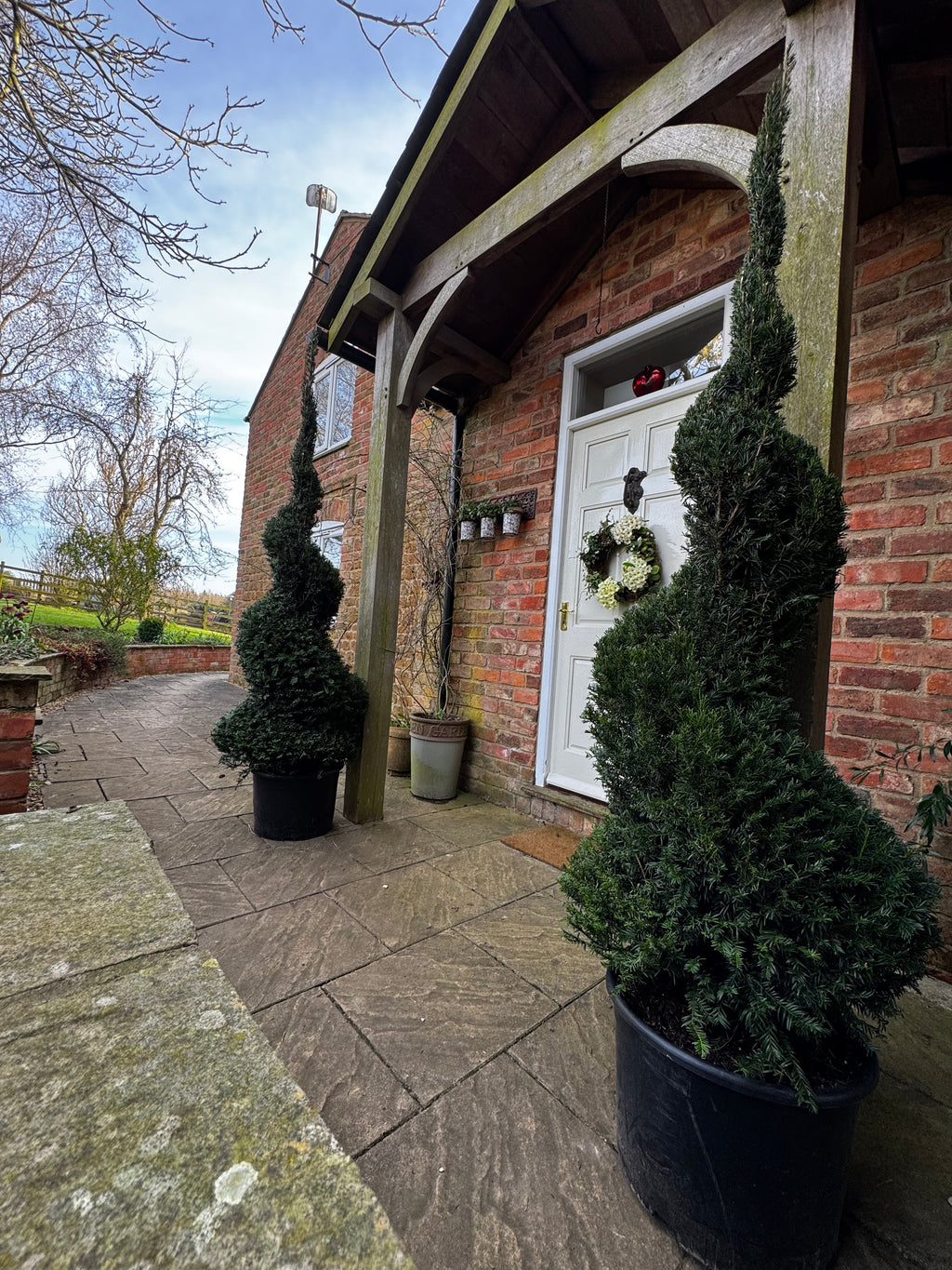 PRIZE RRP £549.99 1.8m English Yew Spiral (Taxus baccata) – Classic Evergreen