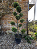 RRP £349.99 1.8m Castlewellan Gold Pom Pom Topiary – Golden Evergreen Cloud