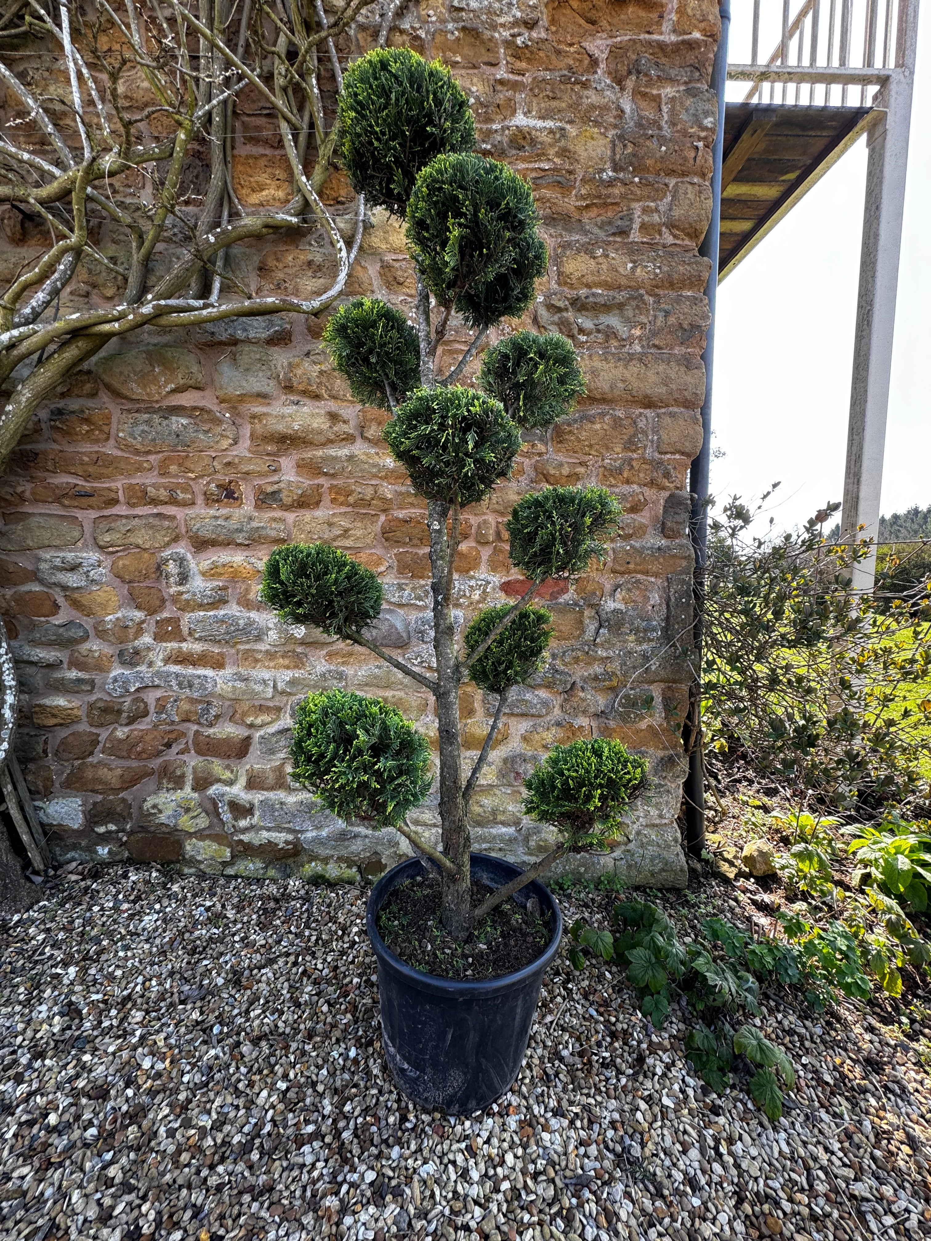 RRP £349.99 1.8m Castlewellan Gold Pom Pom Topiary – Golden Evergreen Cloud